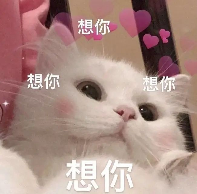 想你想你 - 猫猫表情包系列