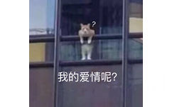 猫咪探出身体疑问：我的爱情呢 - 近期斗图表情包精选-2018/11/26