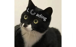 loading 猫咪加载中表情包