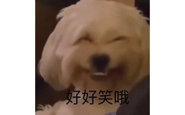 好好笑哦 狗狗假笑表情包