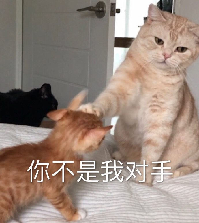 你不是我对手（猫咪表情包）