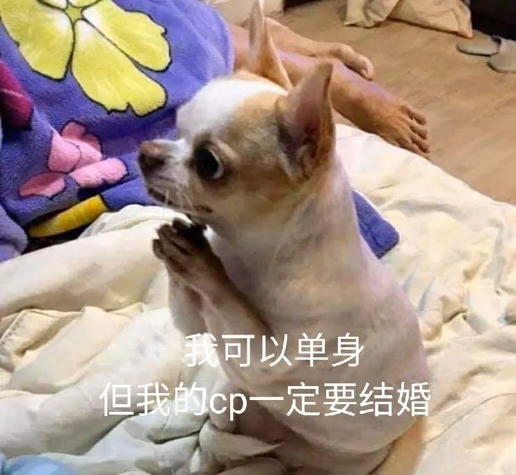 我可以单身但我的cp一定要结婚