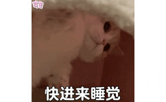 快进来睡觉猫猫表情包