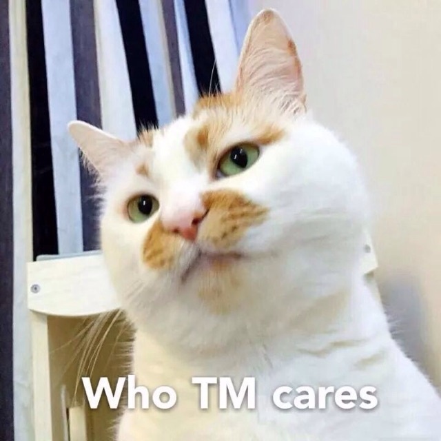 Who TM cares(猫咪)