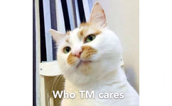 Who TM cares(猫咪)