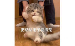 把话给老子说清楚(猫猫表情包)