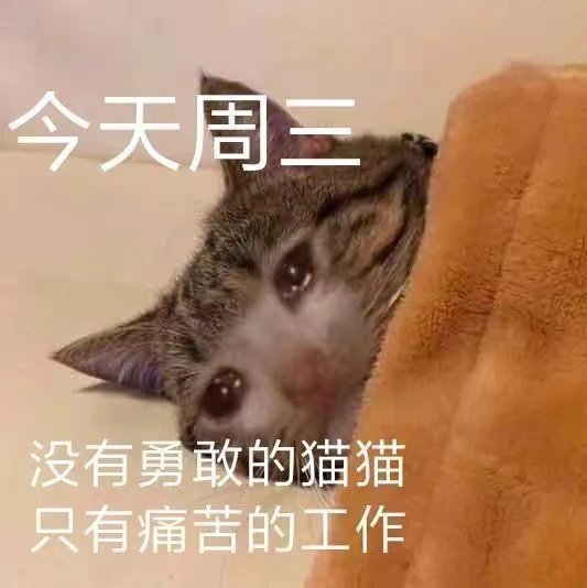 今天周三没有勇敢的猫猫只有痛苦的工作