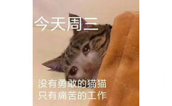 今天周三没有勇敢的猫猫只有痛苦的工作