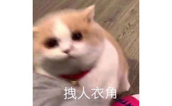 拽人衣角(猫咪表情包)