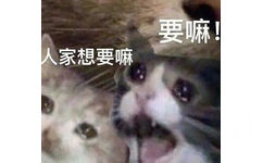 要嘛人家想要嘛(猫猫表情包)