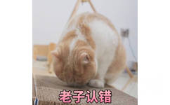 老子认错（猫咪）