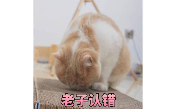 老子认错（猫咪）