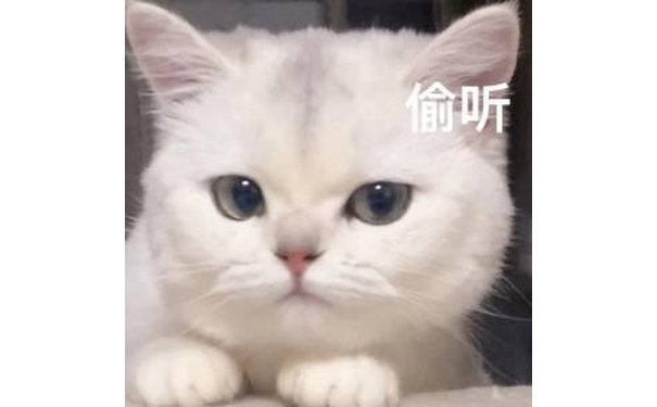 偷听(猫猫表情包)