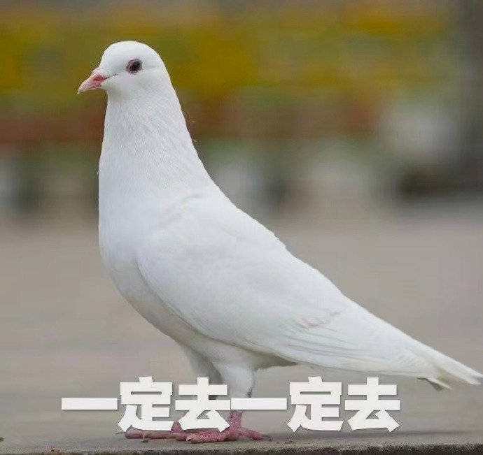 一定去一定去