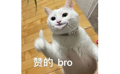 赞的bro(猫猫表情包)