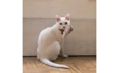 白猫猫为你竖起大拇指 - 猫猫为你竖起大拇指点赞