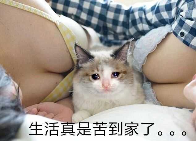 生活真是苦到家了（猫咪）