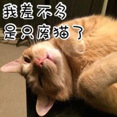 我差不多是只废猫了 ​ - 我差不多是只废猫了 ​