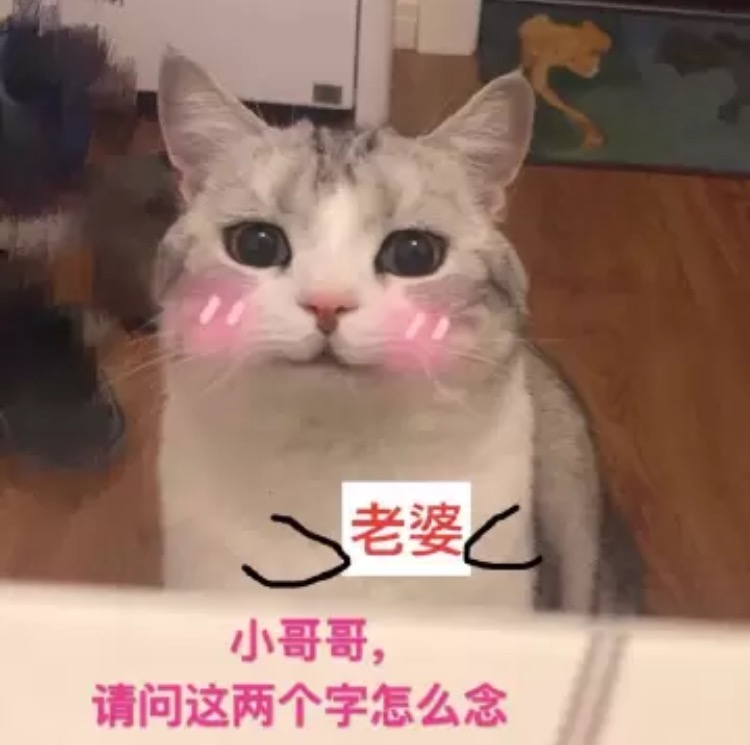 小哥哥，请问这两个字怎么念（老婆） - 一波萌猫表情包，日常吸猫任务达成