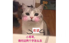 小哥哥，请问这两个字怎么念（老婆） - 一波萌猫表情包，日常吸猫任务达成