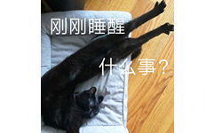 刚刚睡醒什么事? - 液体猫咪表情包