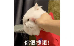 你很拽哦!(掐猫咪脸蛋 GIF 动图表情包)