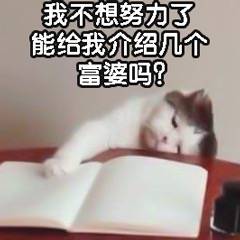 我不想努力了，能给我介绍几个富婆吗？（猫咪）