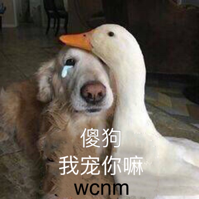 傻狗，我宠你嘛（wcnm）