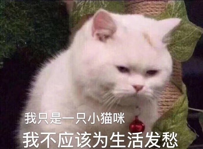 我只是一只小猫咪我不应该为生活发愁