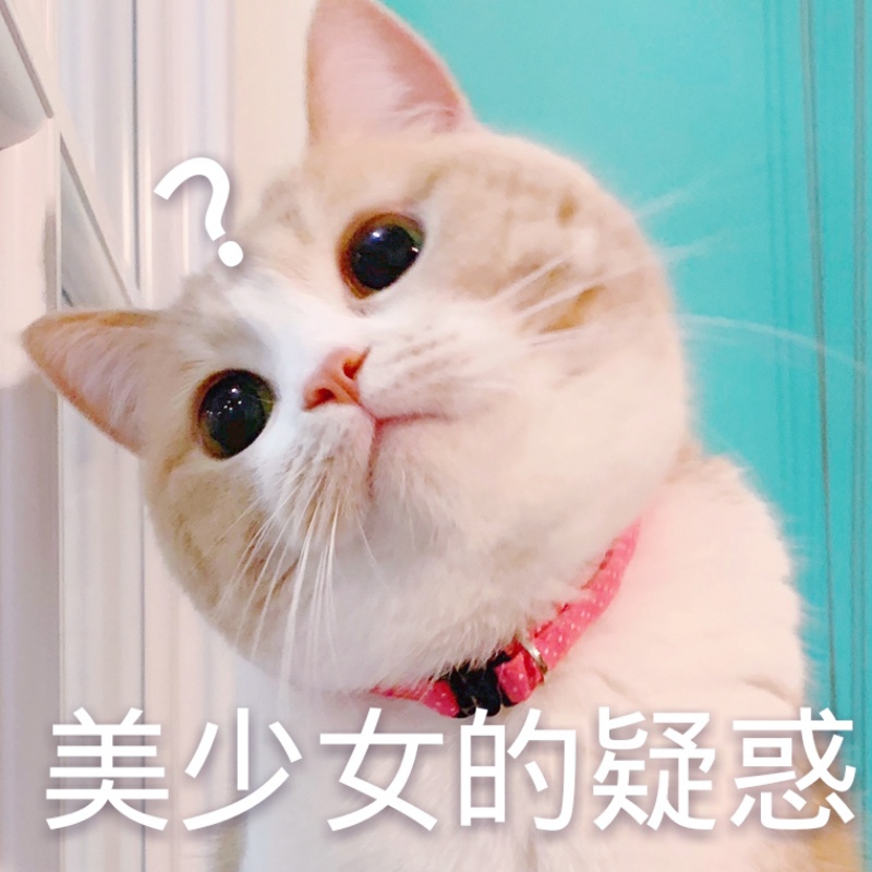 美少女的疑惑(猫咪)