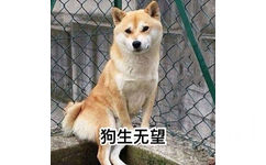 狗生无望 - 汪星人中最可耐的还是doge