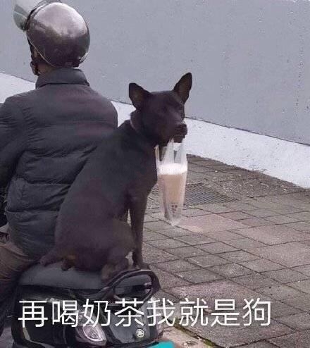 再喝奶茶我就是狗（汪星人表情包）