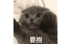 猫咪要抱！