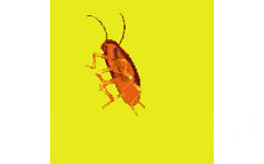 彩色蟑螂动图表情包