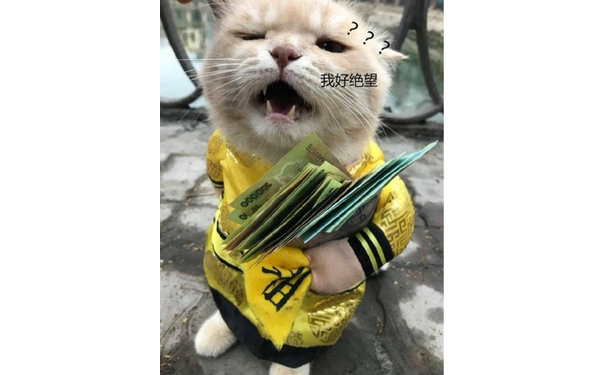 我好绝望(猫咪)