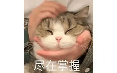 尽在掌握（猫咪）