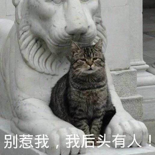 别惹我,我后头有人(猫咪)