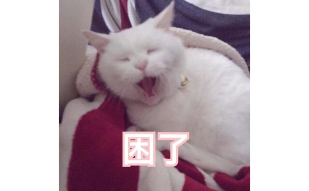 猫咪困了