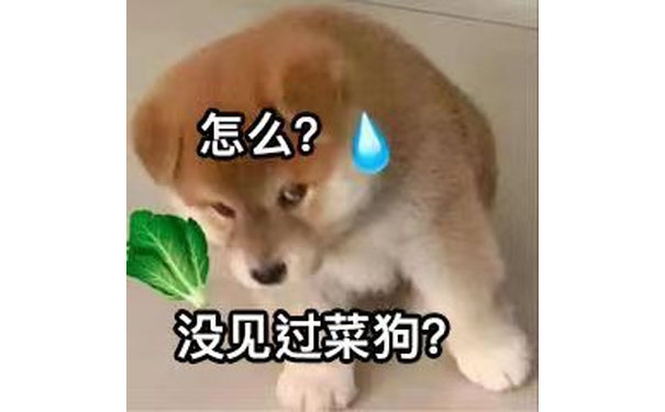 怎么?没见过菜狗?