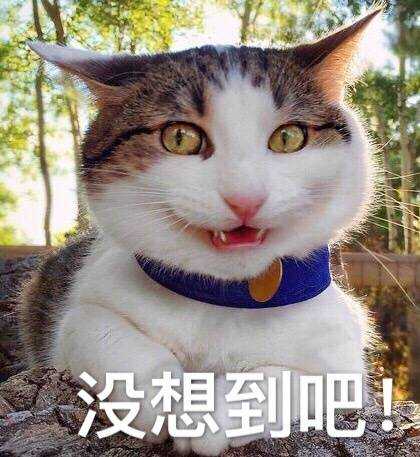 没想到吧（猫咪）