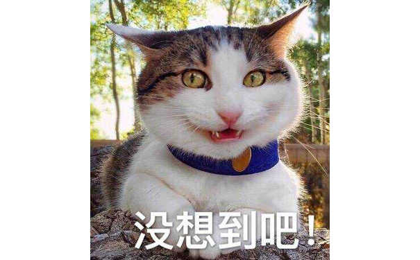 没想到吧（猫咪）