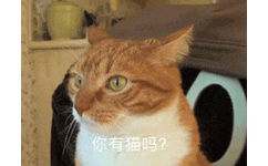 猫咪转头 GIF：你有猫吗？ - 你有猫吗？？？？ ​