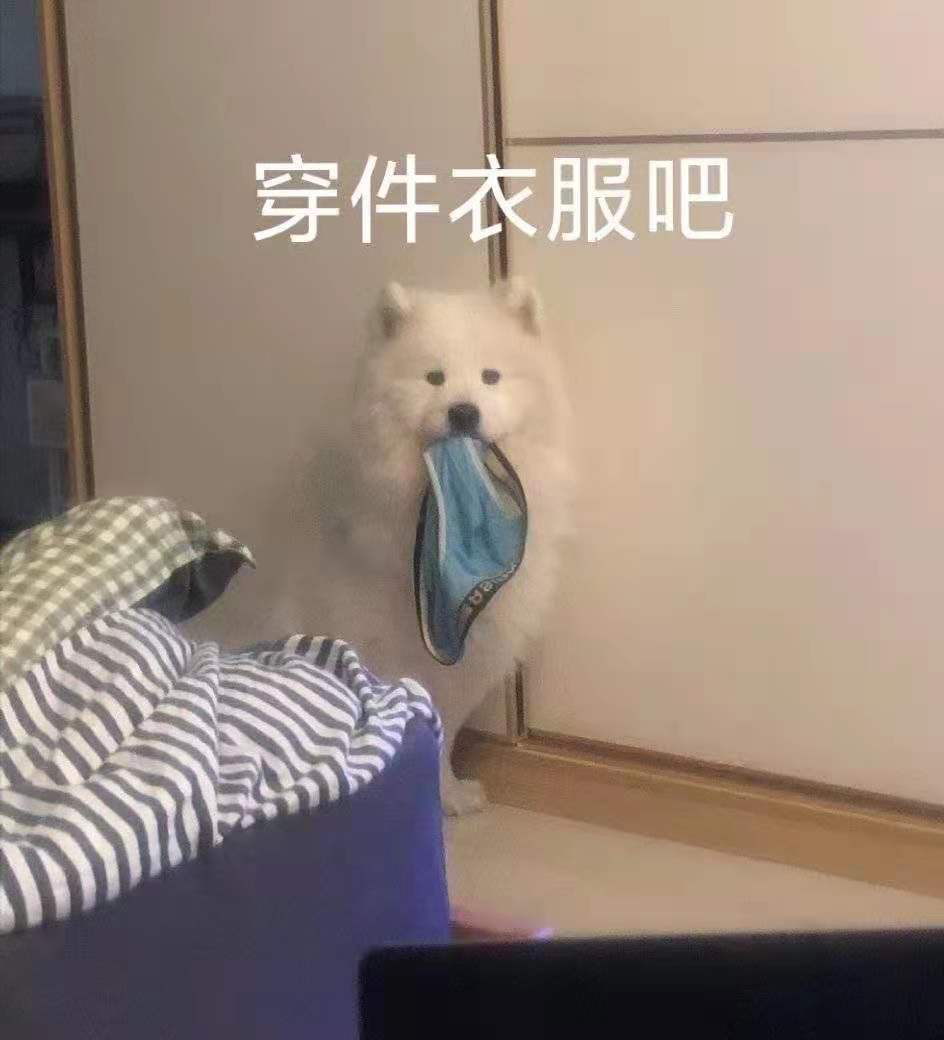 穿件衣服吧(狗狗表情包)