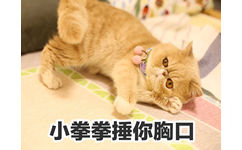 小拳拳捶你胸口 - 一只满脸都是愁容和不屑的橘猫