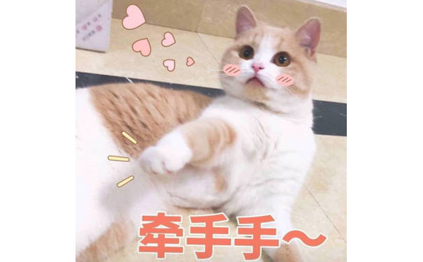 牵手手（猫咪）