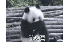 社会摇(大熊猫)