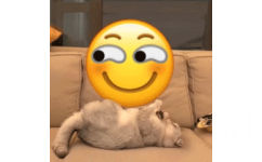 猫咪盘小黄脸 emoji - 万物皆可盘猫咪动态表情包