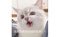 这是你跟我说话的态度??(猫咪表情包)