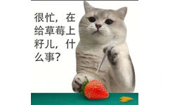 很忙，在给草莓上籽儿，什么事？(猫猫很忙表情包)