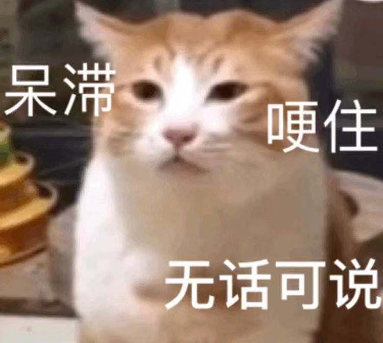 呆滞哽住无话可说(猫咪)